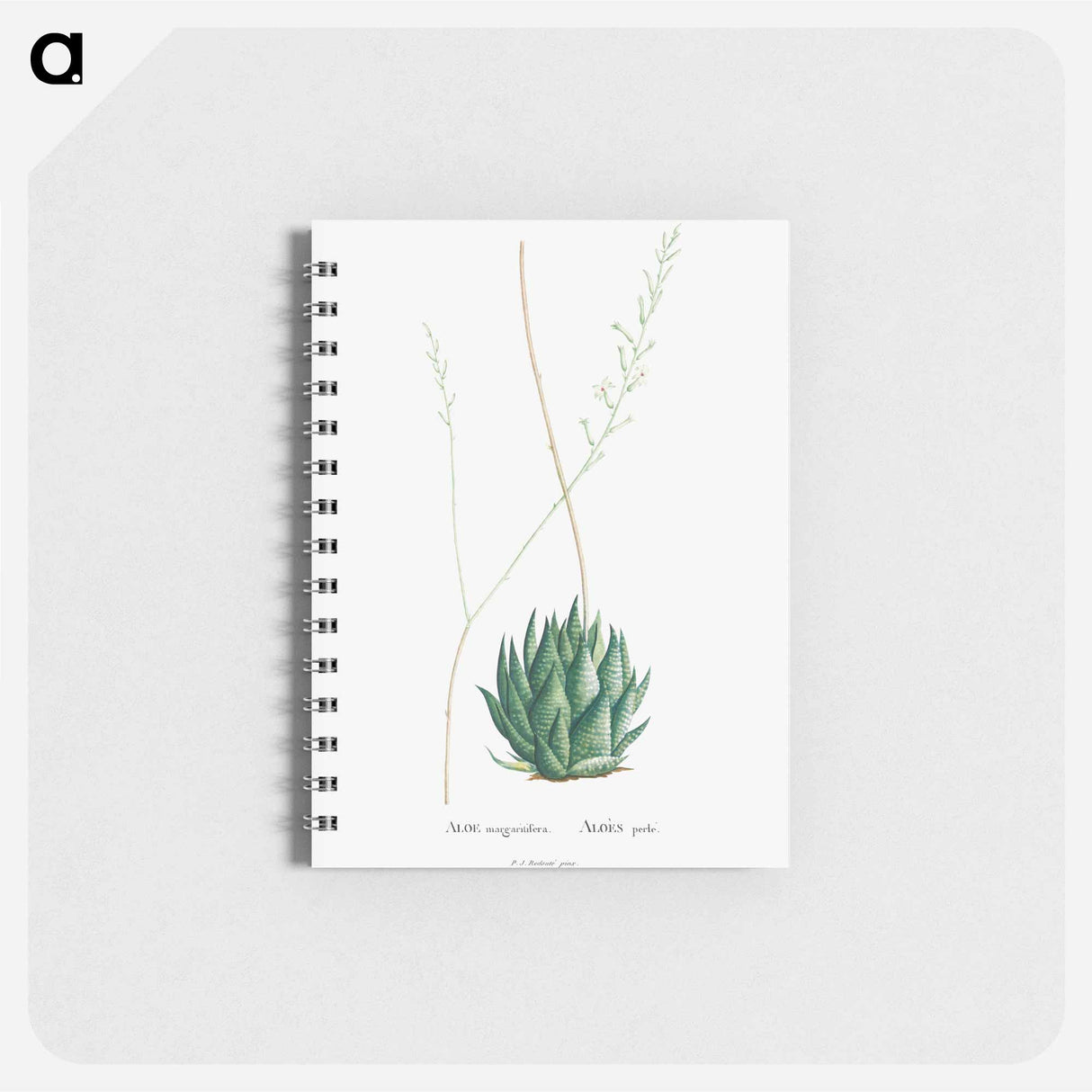 アートメモ帳-Aloe Margaritifera - ピエール ジョゼフ ルドゥーテ Memo.