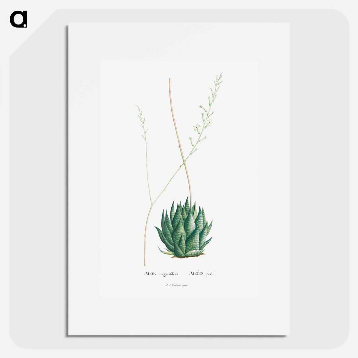 アートポスター-Aloe Margaritifera - ピエール ジョゼフ ルドゥーテ Poster.