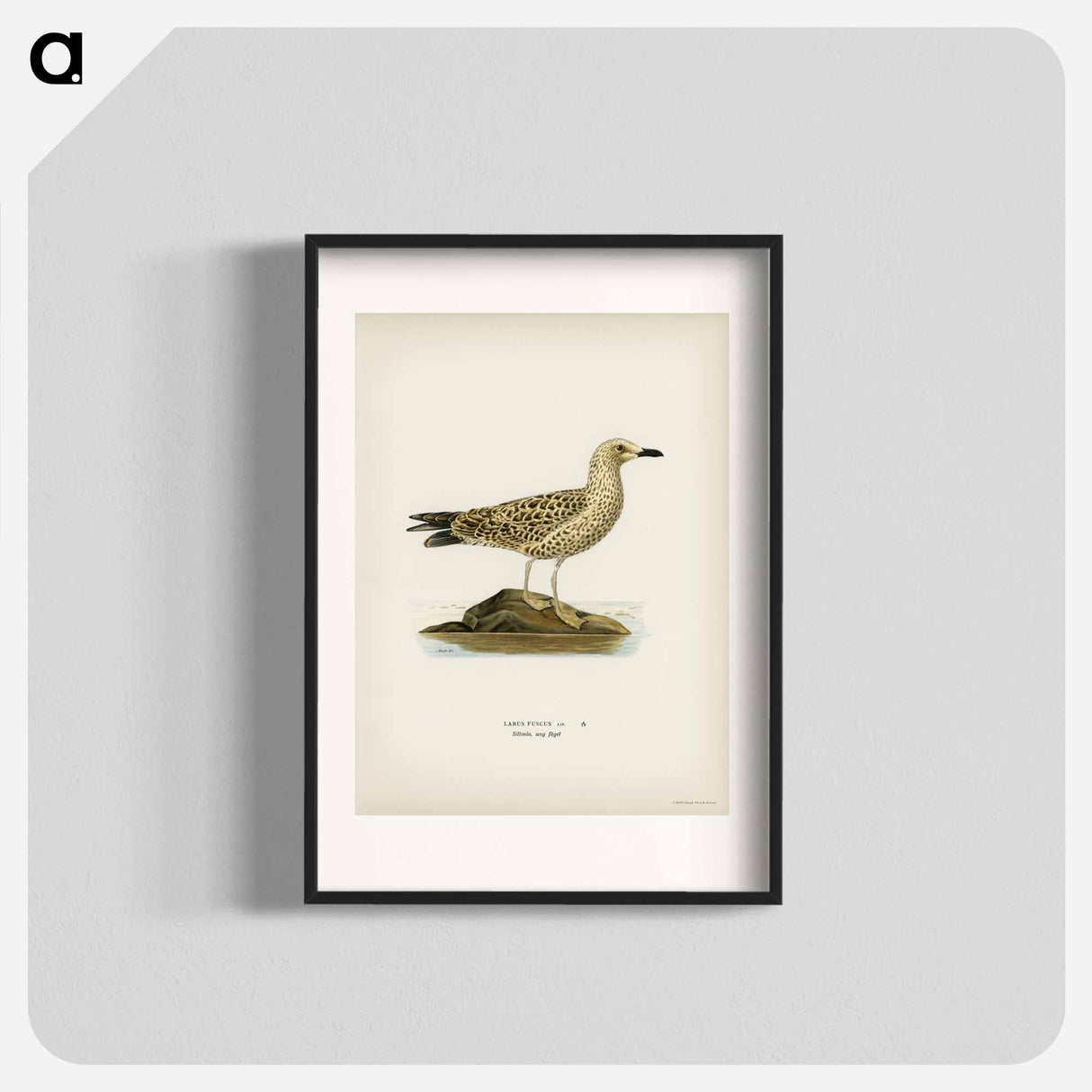 アートポスター-Black-Backed Gull
- スヴェンスカ フォグラル Poster.