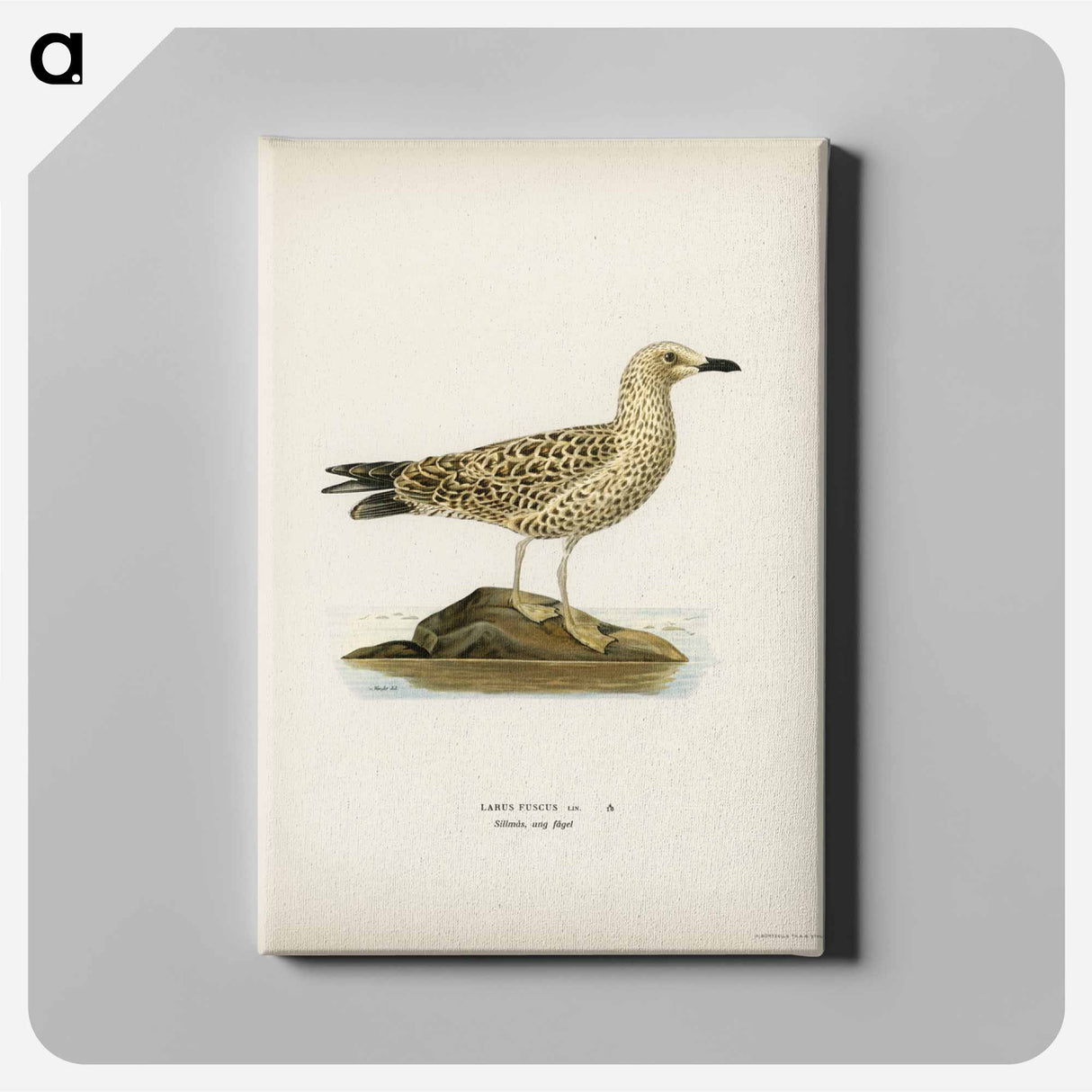 アートパネル-Black-Backed Gull
- スヴェンスカ フォグラル Canvas.