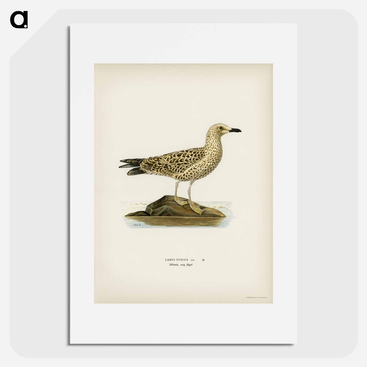 アートポスター-Black-Backed Gull
- スヴェンスカ フォグラル Poster.