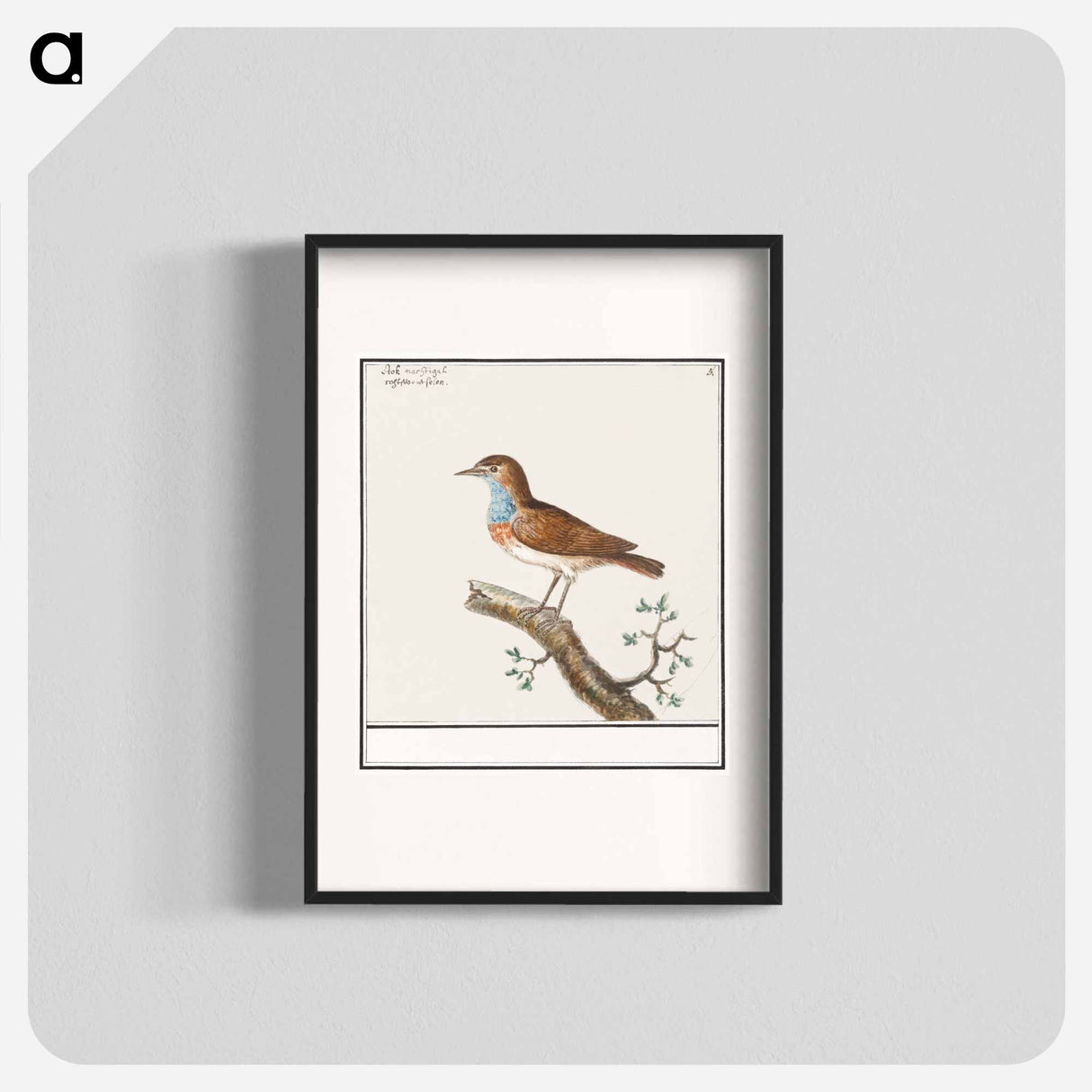 アートポスター-Bluethroat - アンセルムス ボエティウス デ ブート Poster.