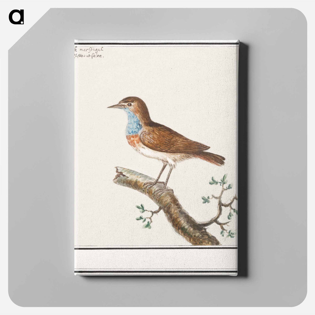 アートパネル-Bluethroat - アンセルムス ボエティウス デ ブート Canvas.
