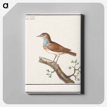Bluethroat - アンセルムス ボエティウス デ ブート Canvas.