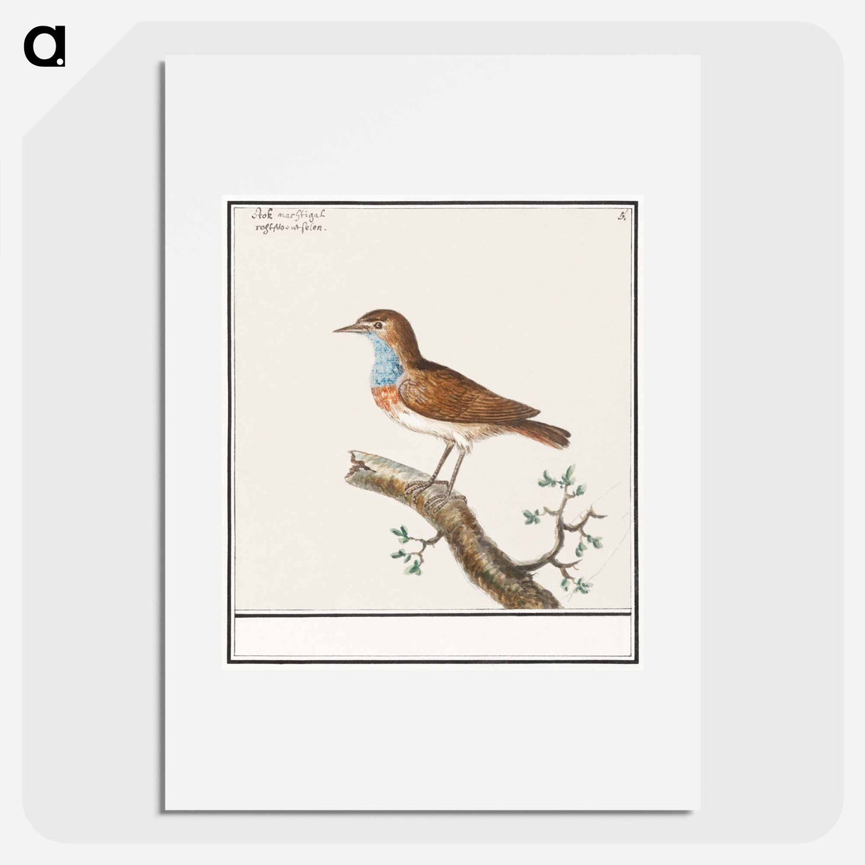 アートポスター-Bluethroat - アンセルムス ボエティウス デ ブート Poster.