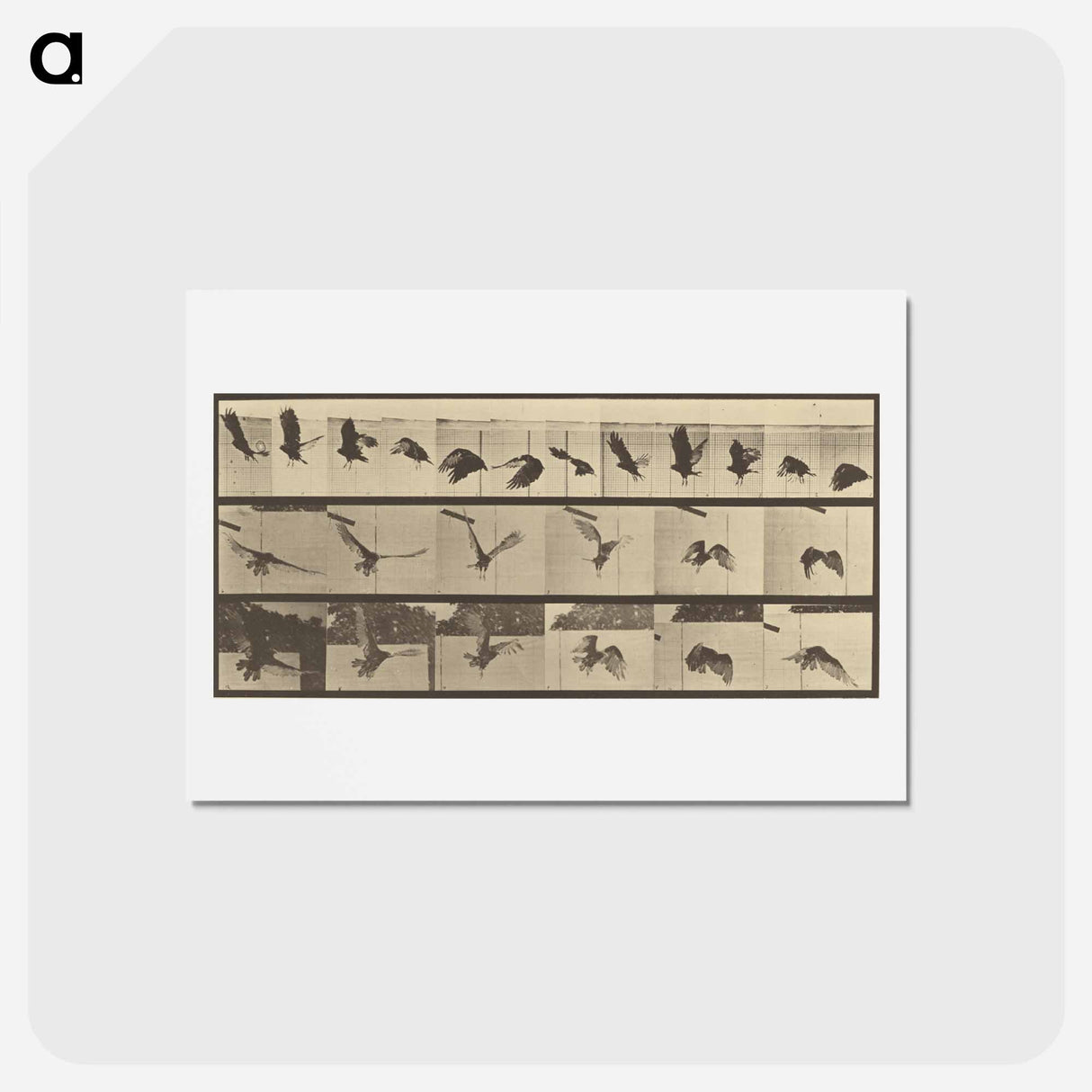 アートポストカード-Animal Locomotion
- エドワード マイブリッジ Postcard.