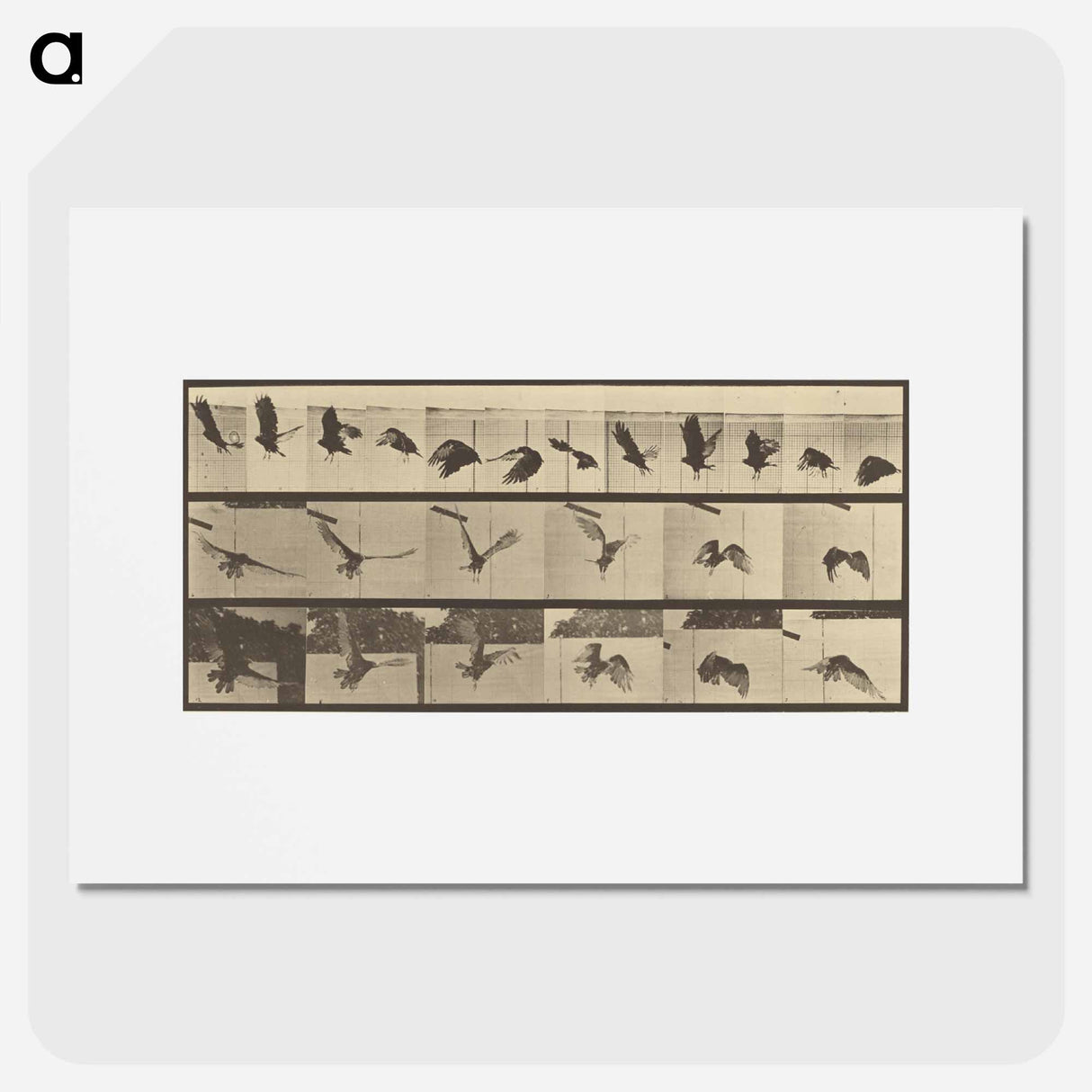 アートポスター-Animal Locomotion
- エドワード マイブリッジ Poster.