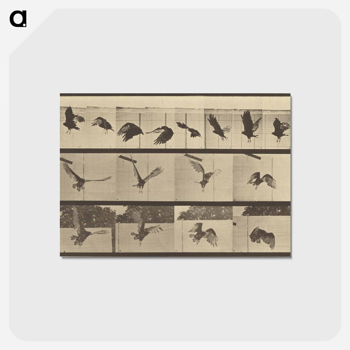 アートポストカード-Animal Locomotion
- エドワード マイブリッジ Postcard.