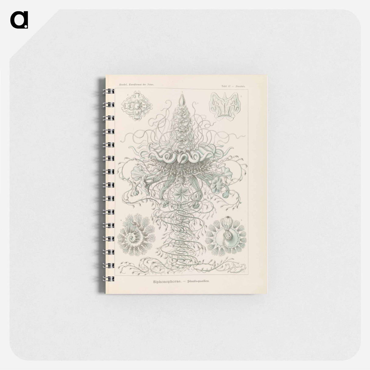 アートメモ帳-Marine life illustration - エルンスト ヘッケル Memo.