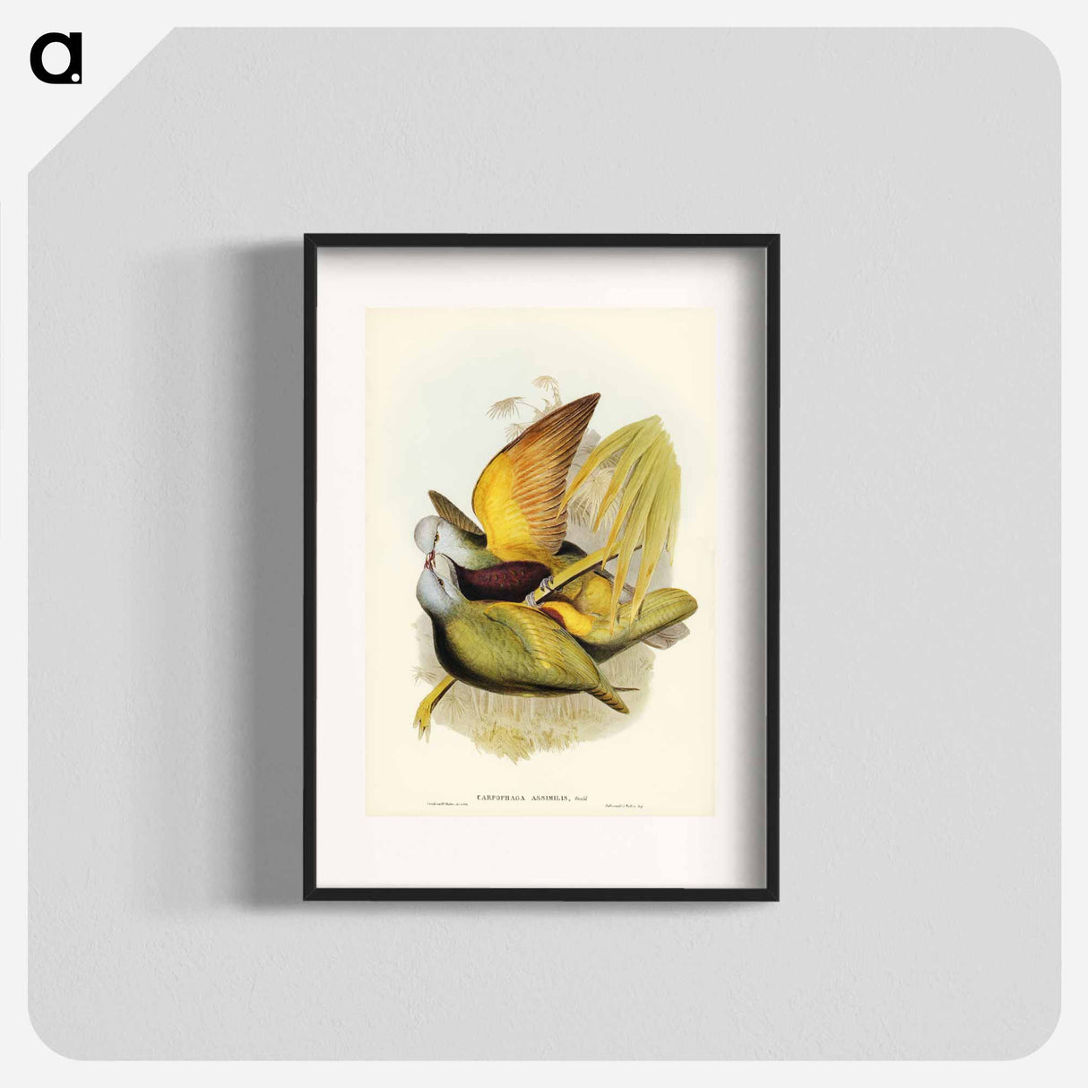 アートポスター-Allied Fruit-Pigeon
- ジョン グールド Poster.