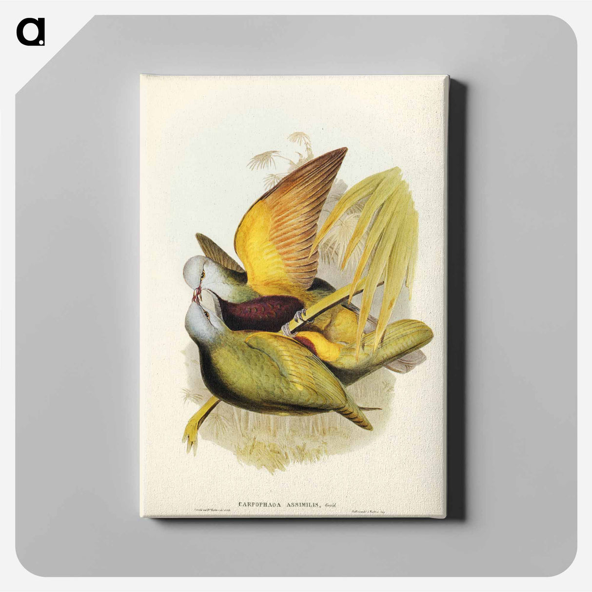 アートパネル-Allied Fruit-Pigeon
- ジョン グールド Canvas.