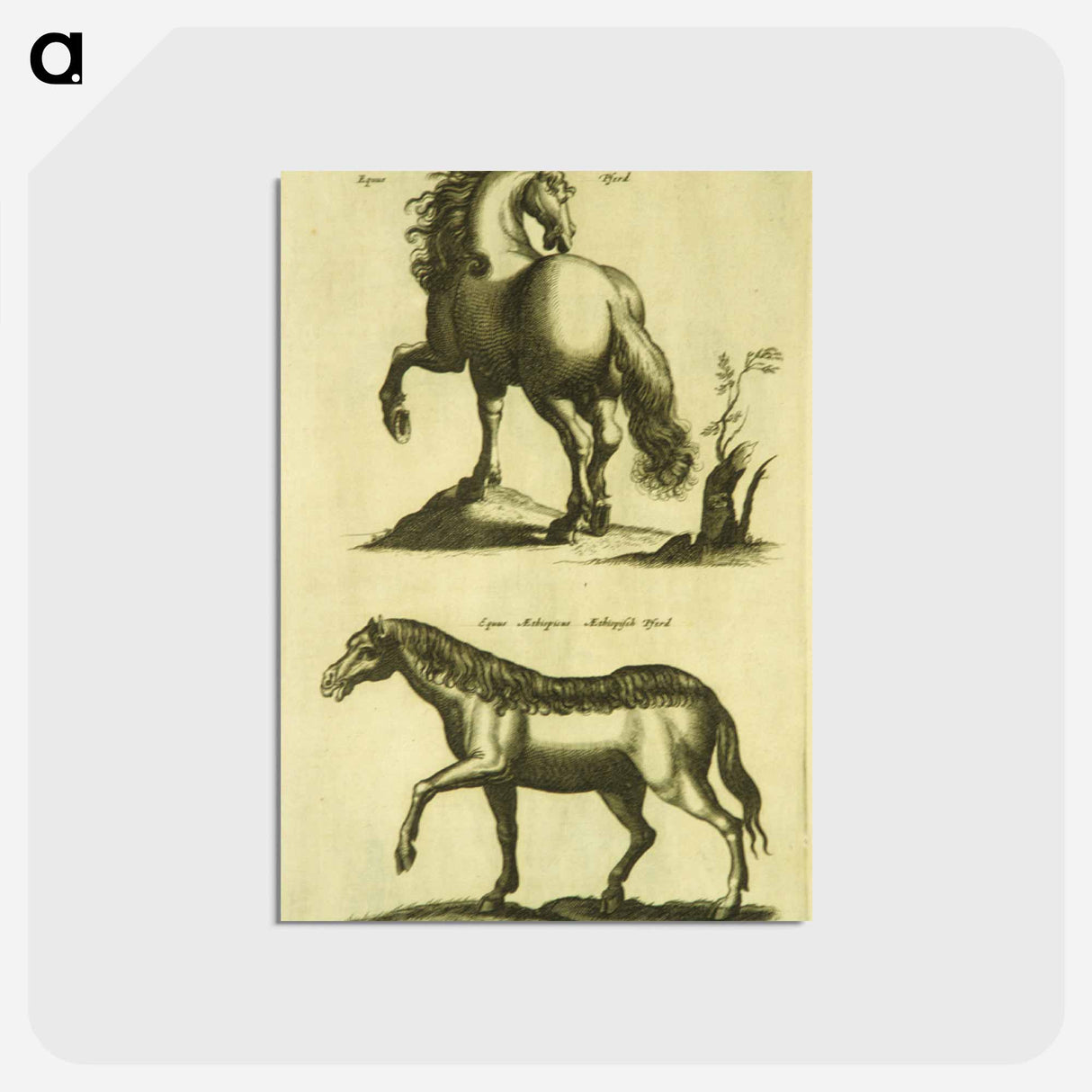 アートポストカード-Herd Horses
- 国立医学図書館 Postcard.