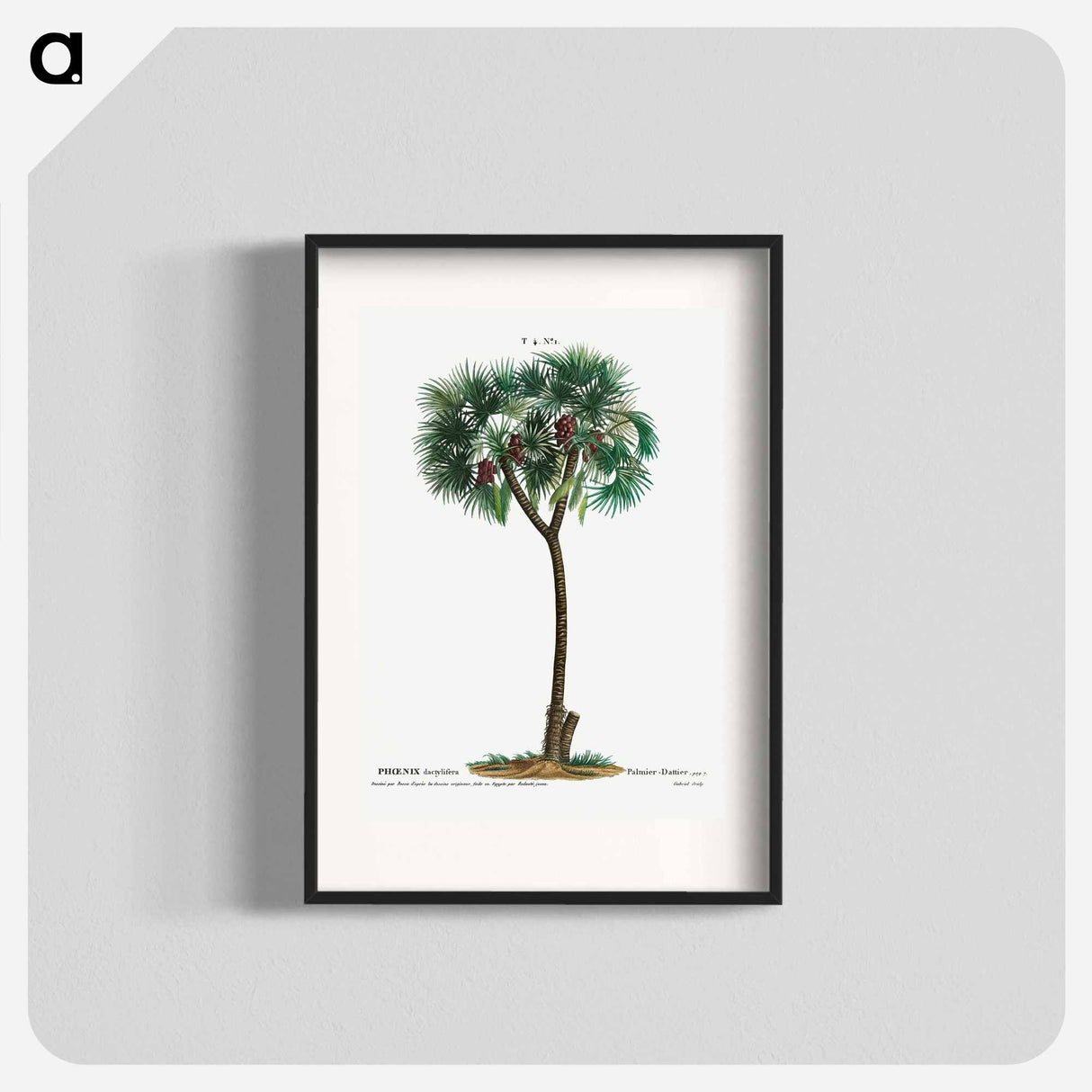 Date palm - Pierre Joseph Redouté Poster.