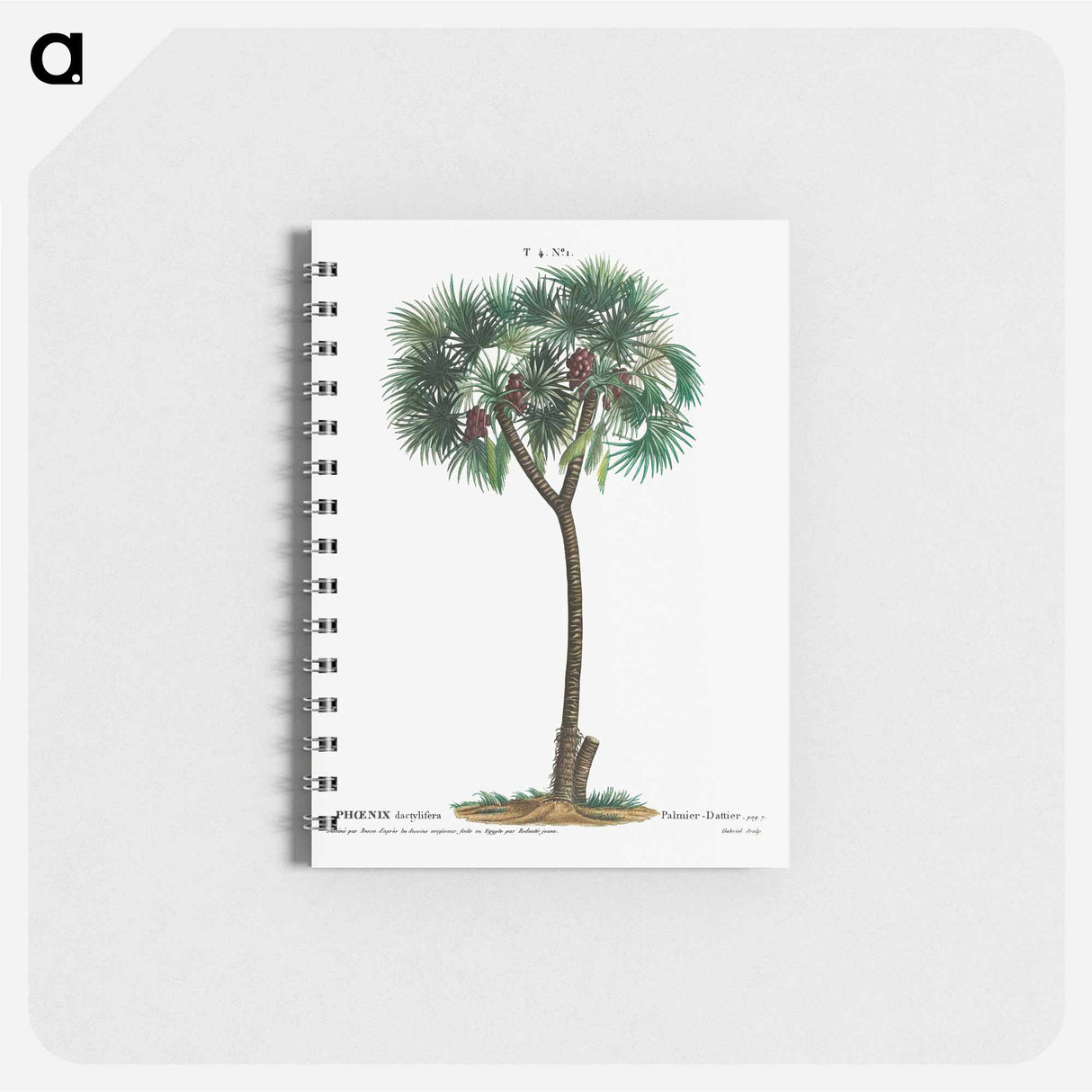 アートメモ帳-Date palm - ピエール ジョゼフ ルドゥーテ Memo.