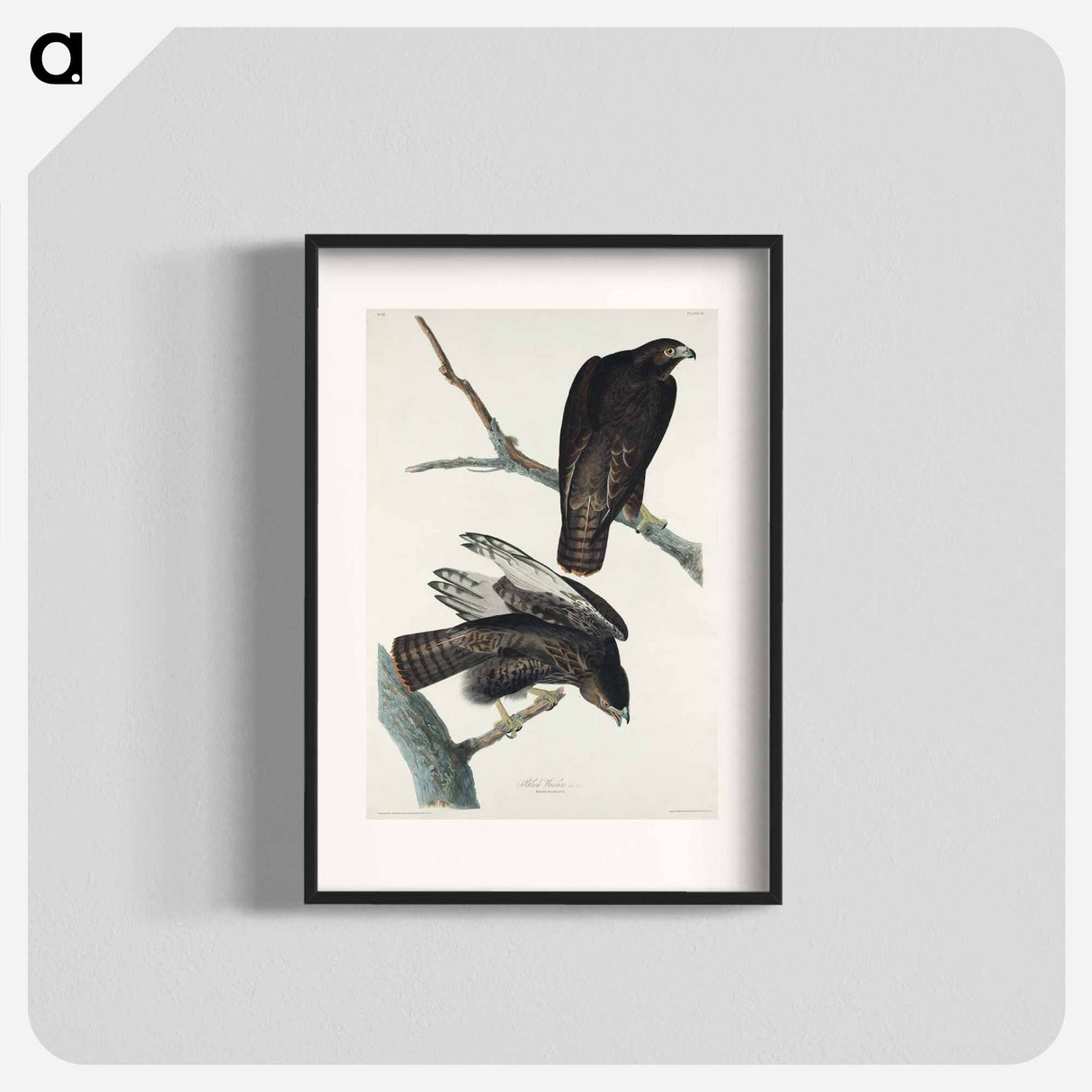 アートポスター-Black Warrior from Birds of America
- アメリカの鳥たち Poster.