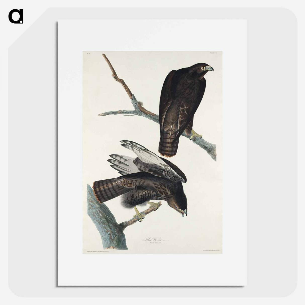 アートポスター-Black Warrior from Birds of America
- アメリカの鳥たち Poster.