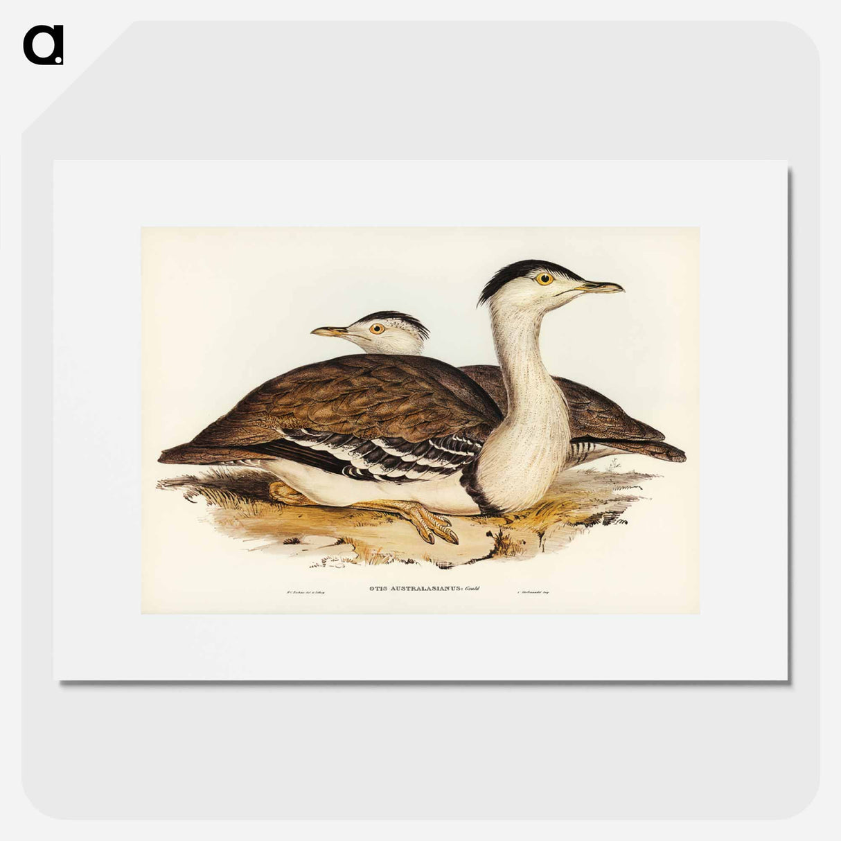アートポスター-Australian Bustard
- オーストラリアの鳥 Poster.