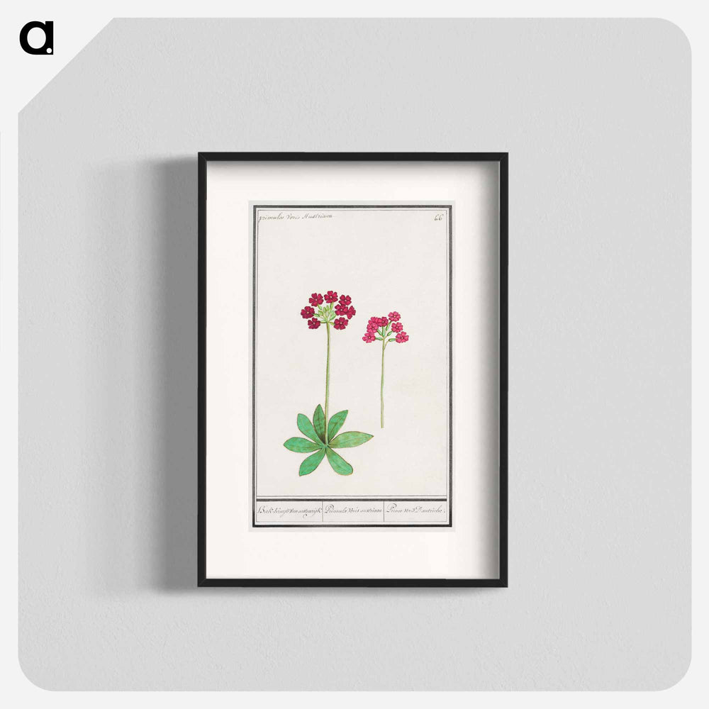 Primrose, Primula - アンセルムス ボエティウス デ ブート Poster.