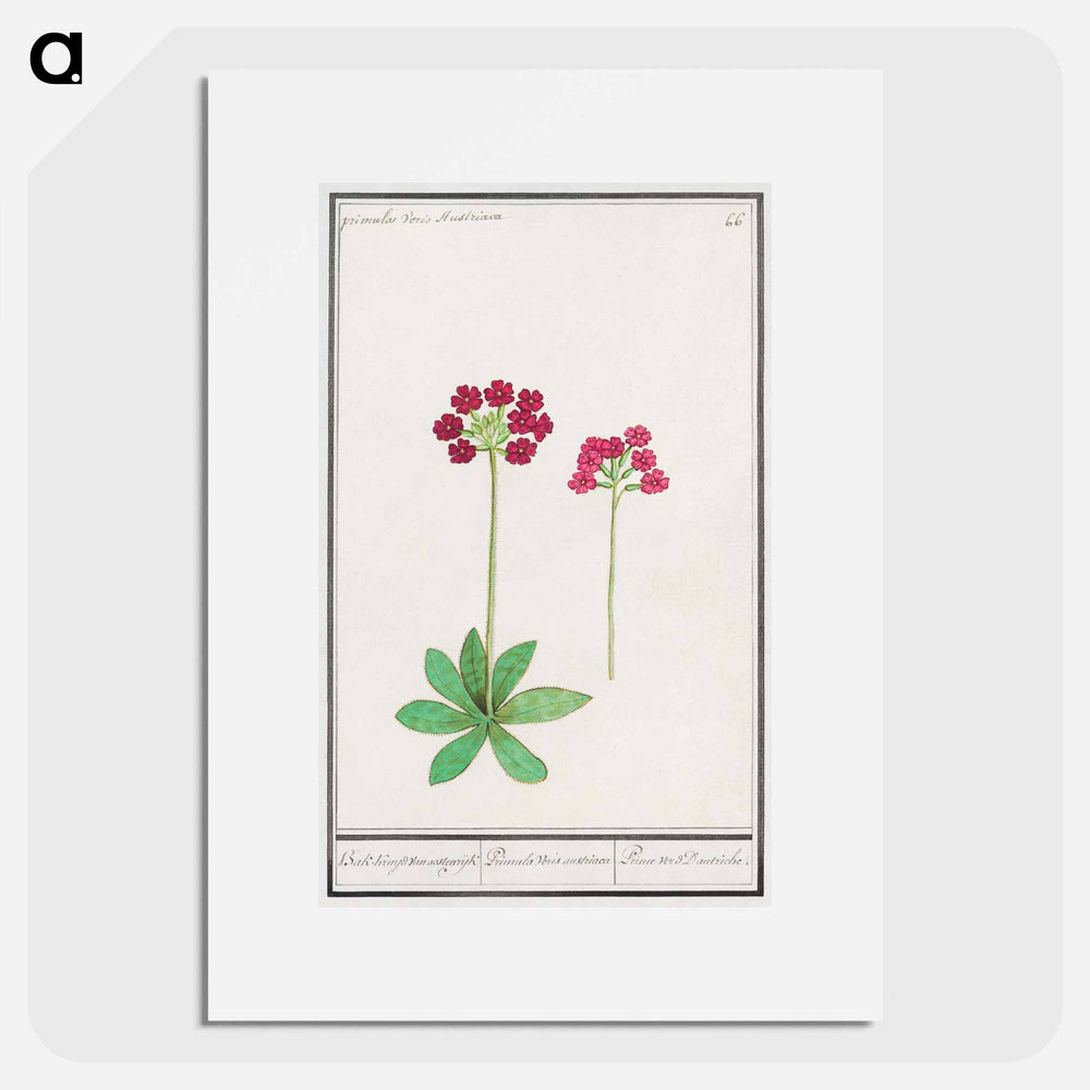 Primrose, Primula - アンセルムス ボエティウス デ ブート Poster.
