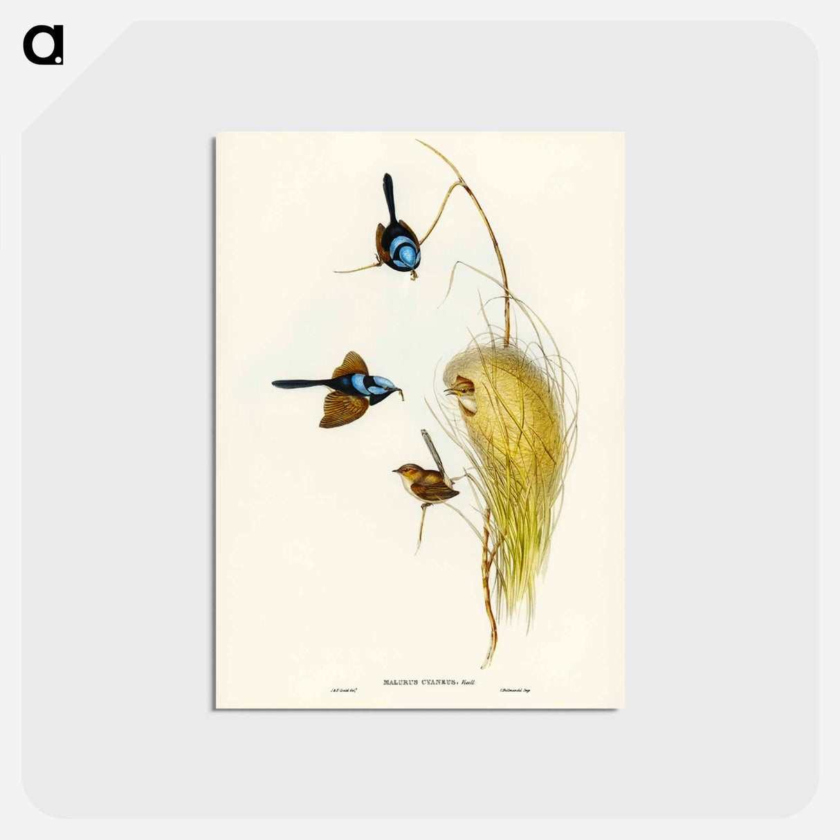 アートポストカード-Blue Wren
- ジョン グールド Postcard.