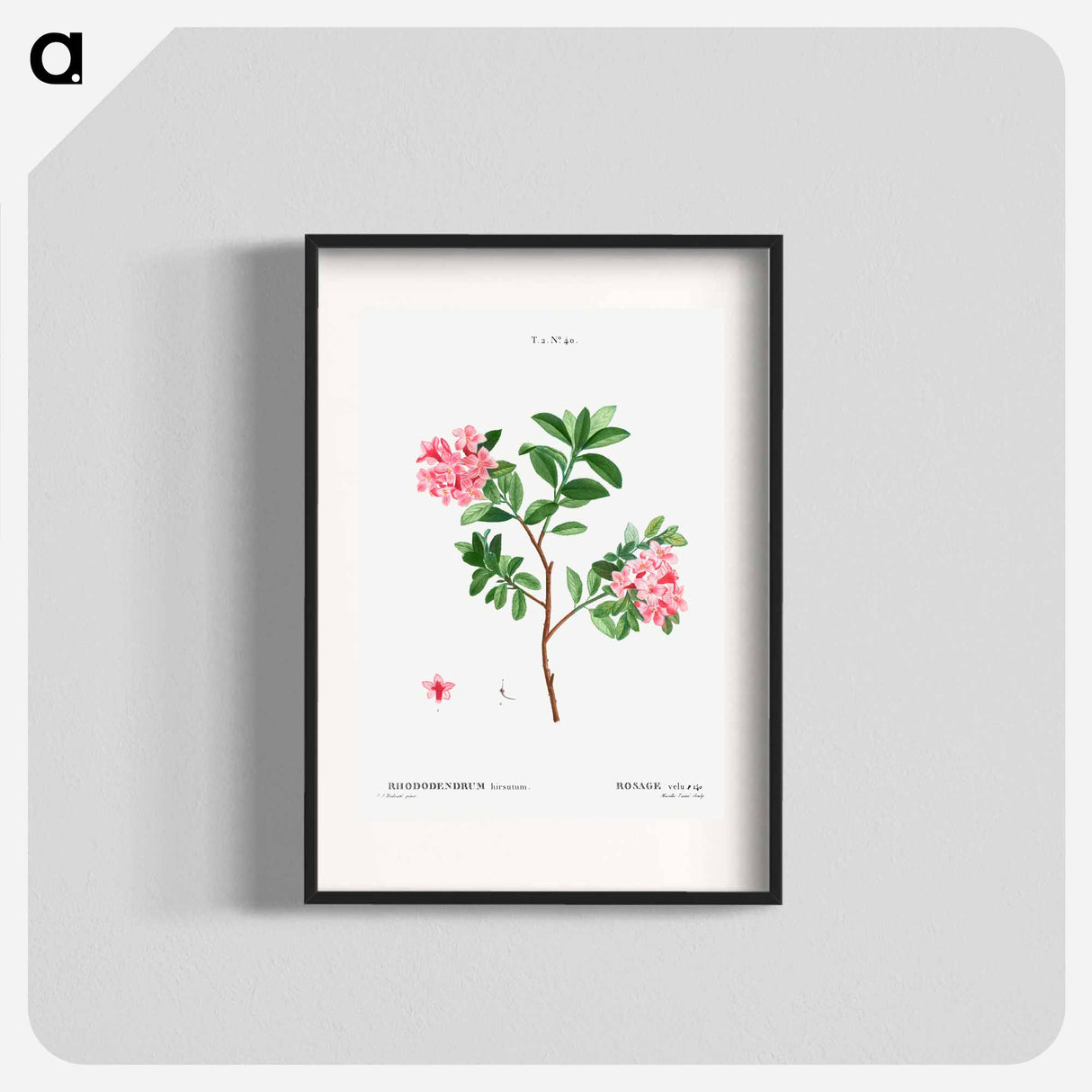 Rhododendron hirsutum - Pierre Joseph Redouté Poster.