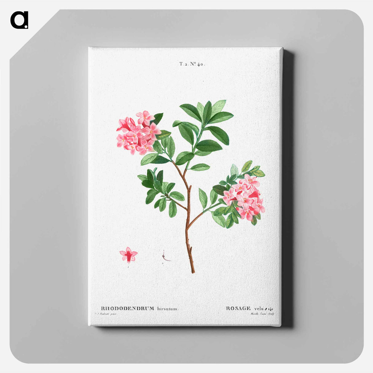 アートパネル-Rhododendron hirsutum - ピエール ジョゼフ ルドゥーテ Canvas.