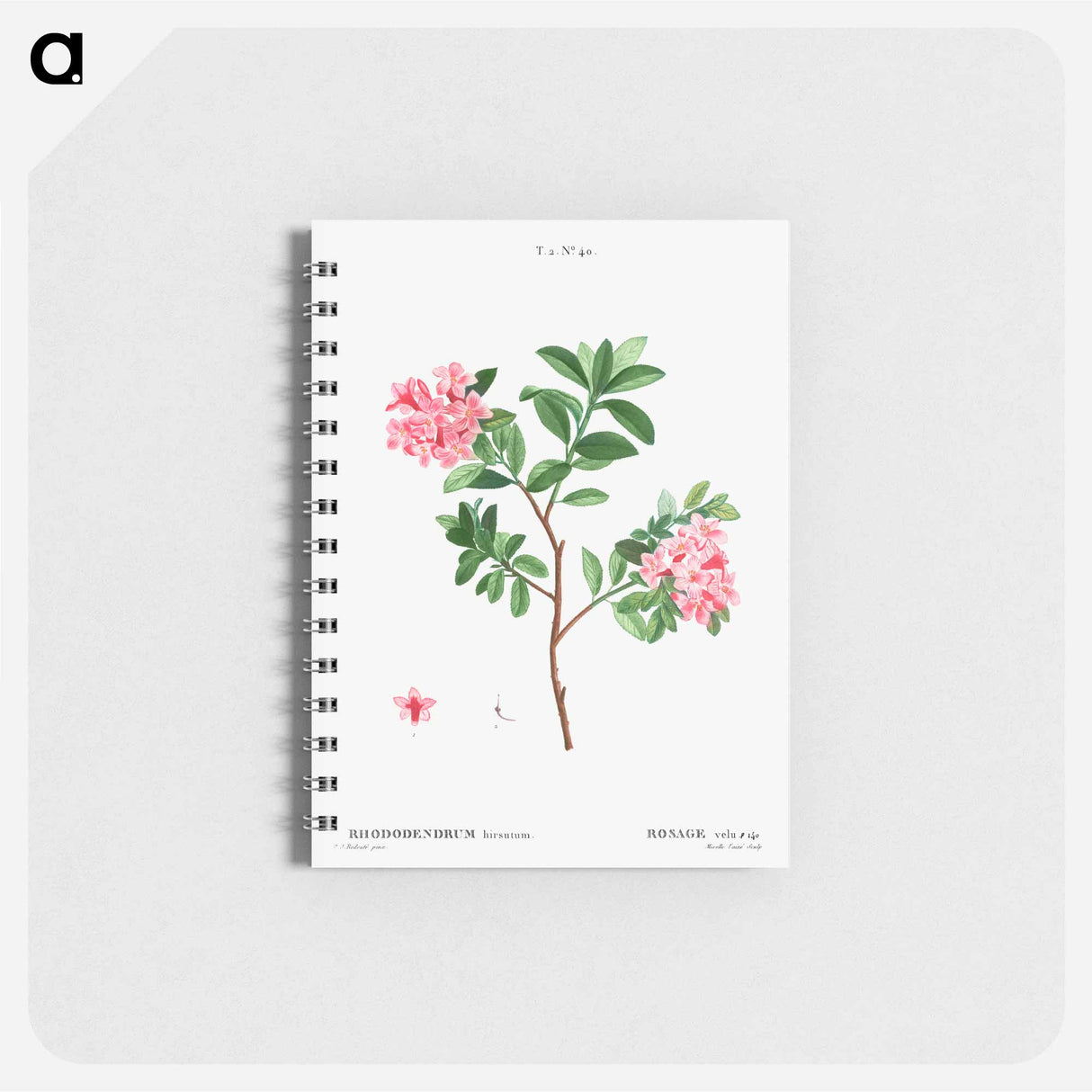 アートメモ帳-Rhododendron hirsutum - ピエール ジョゼフ ルドゥーテ Memo.