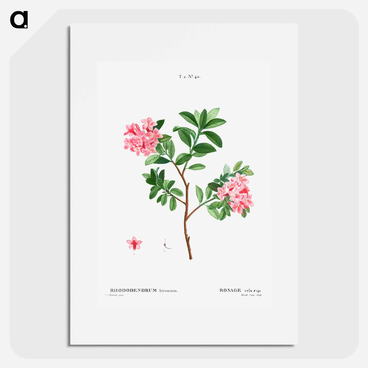 Rhododendron hirsutum - Pierre Joseph Redouté Poster.