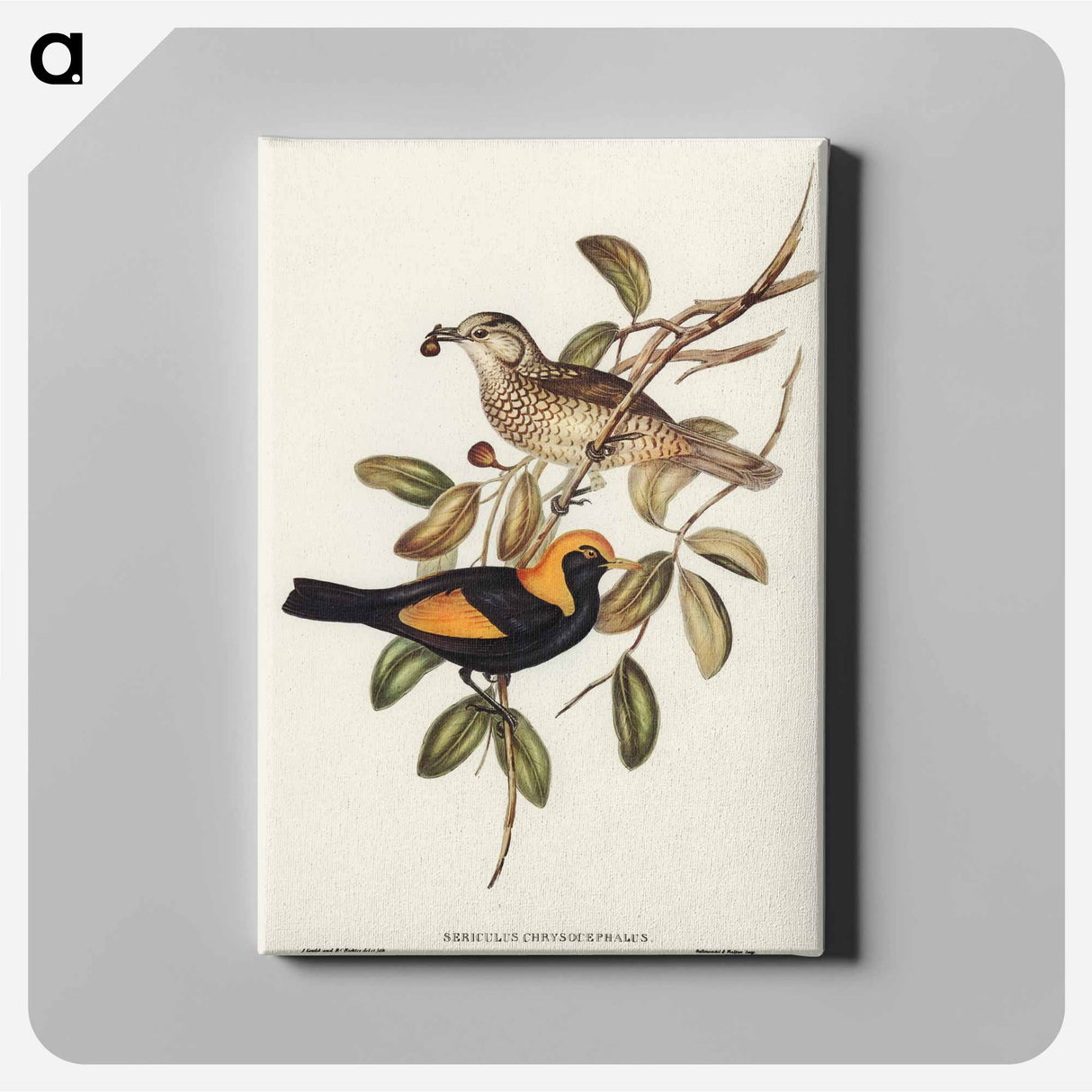 Regent Bird
- オーストラリアの鳥 Canvas.