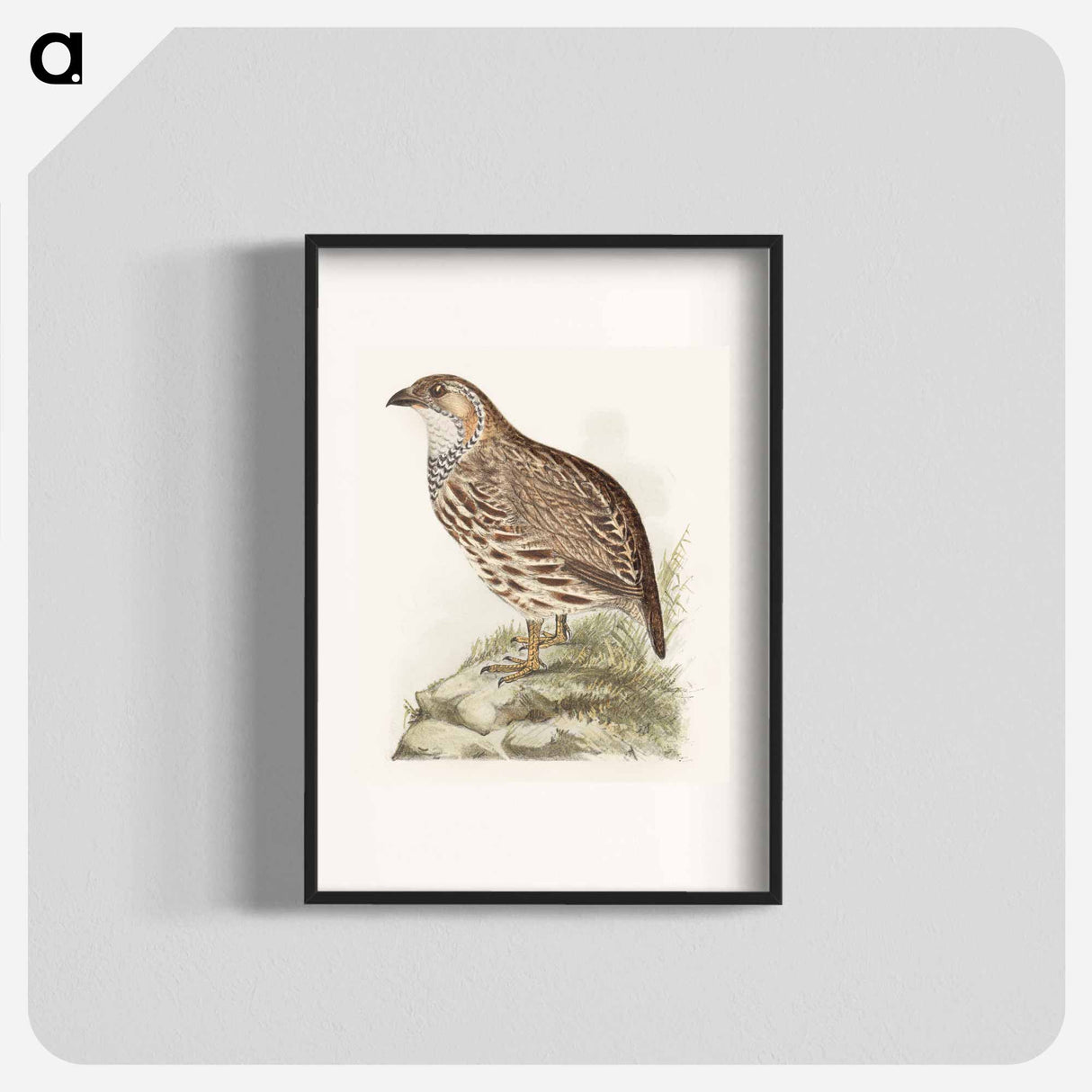 Patrijs - Theo van Hoytema Poster.