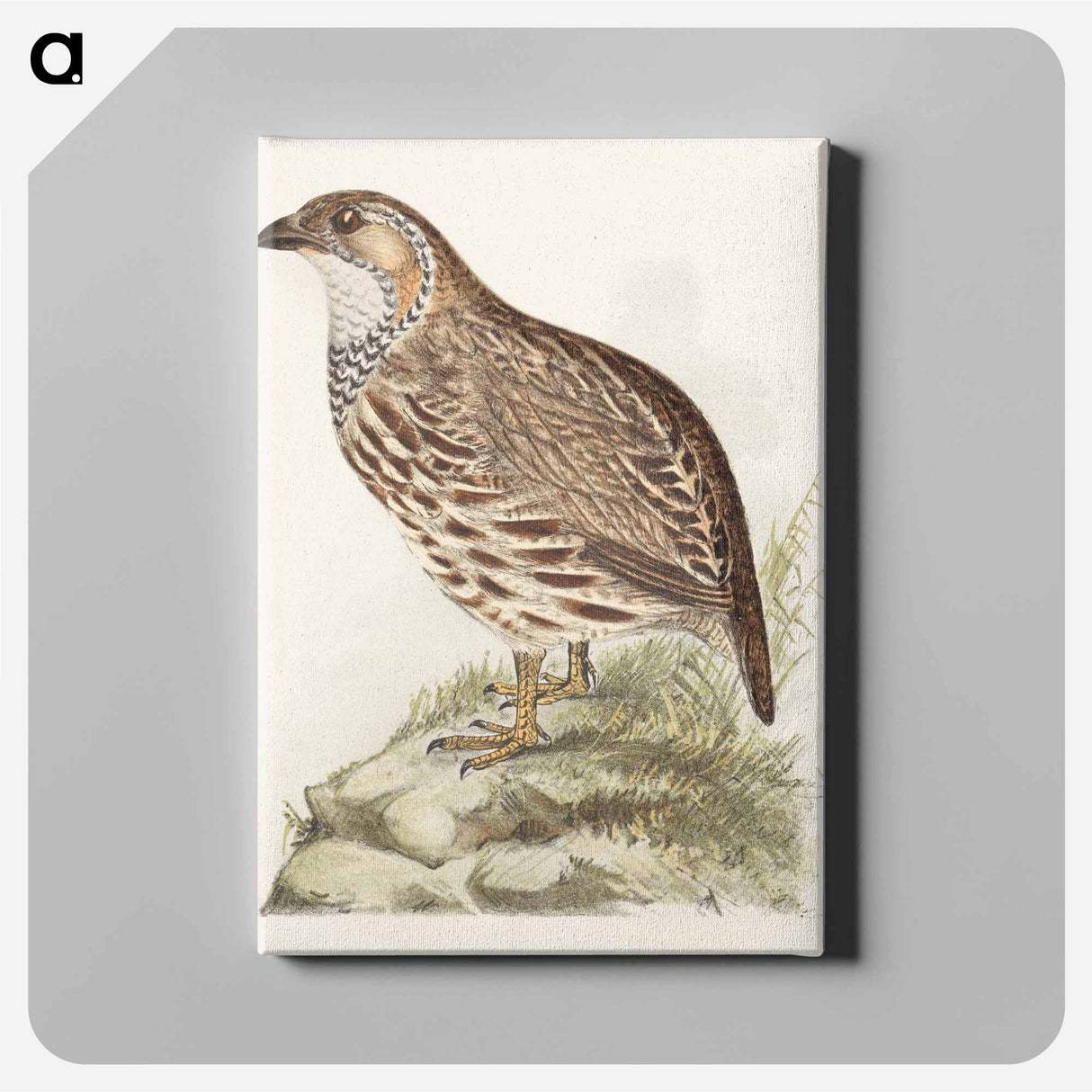 Patrijs - Theo van Hoytema Canvas.