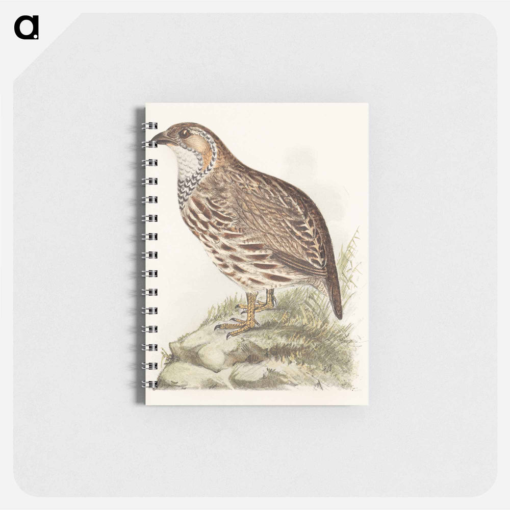 Patrijs - テオ ヴァン ホイテマ Memo.