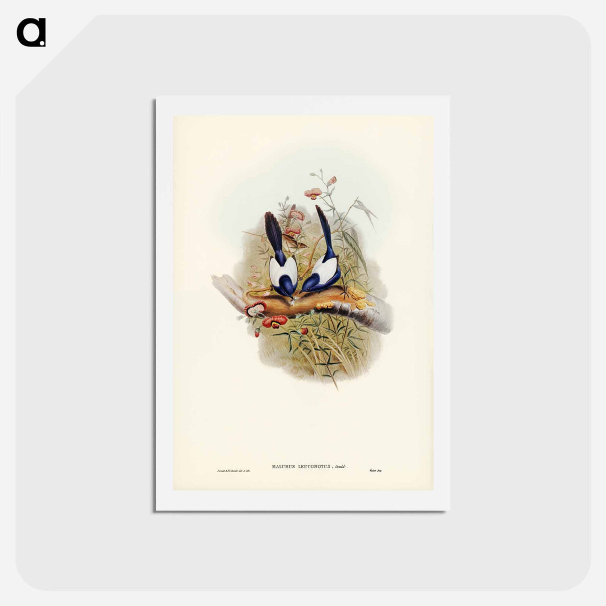 アートポストカード-White-backed Superb Warbler
- ジョン グールド Postcard.