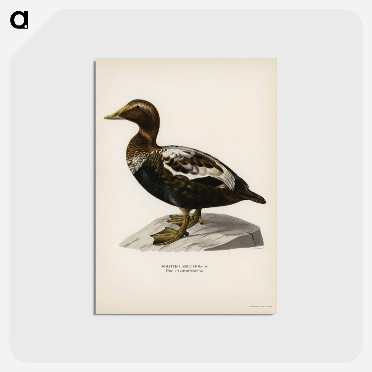 アートポストカード-Eider
- スヴェンスカ フォグラル Postcard.
