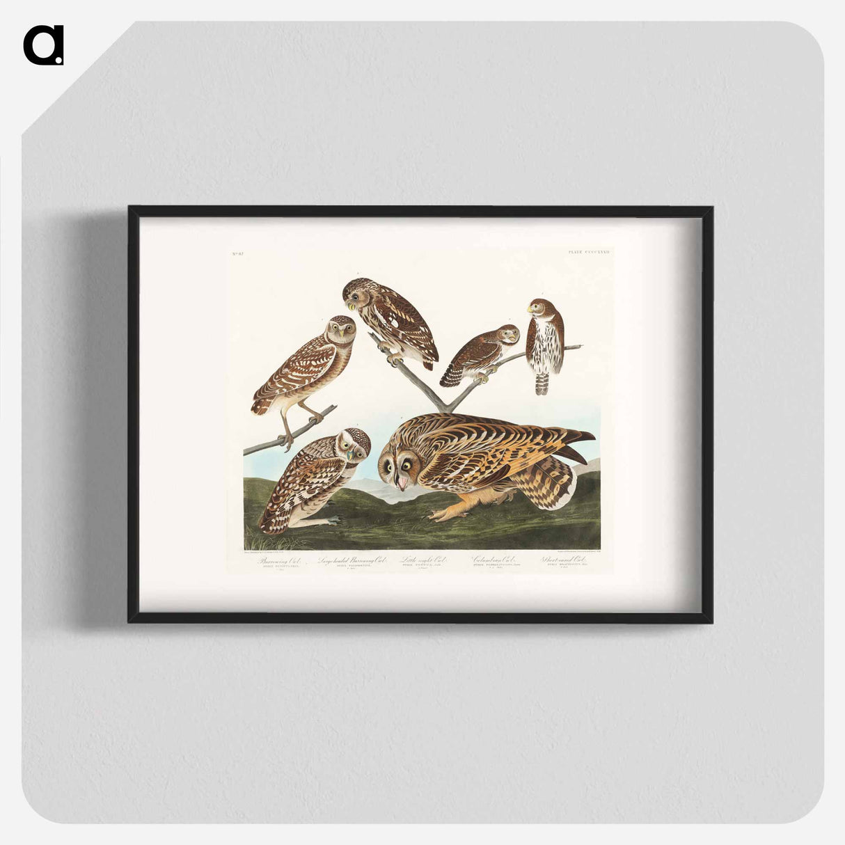 アートポスター-Burrowing Owl and Other Owls
- ジョン ジェームス オーデュボン Poster.