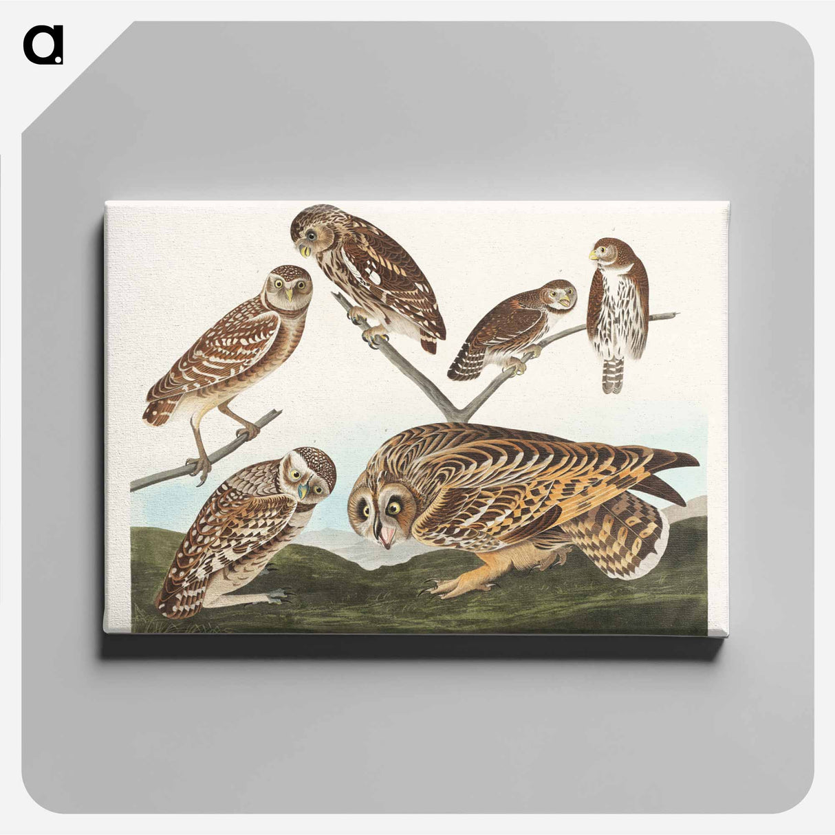 アートパネル-Burrowing Owl and Other Owls
- ジョン ジェームス オーデュボン Canvas.