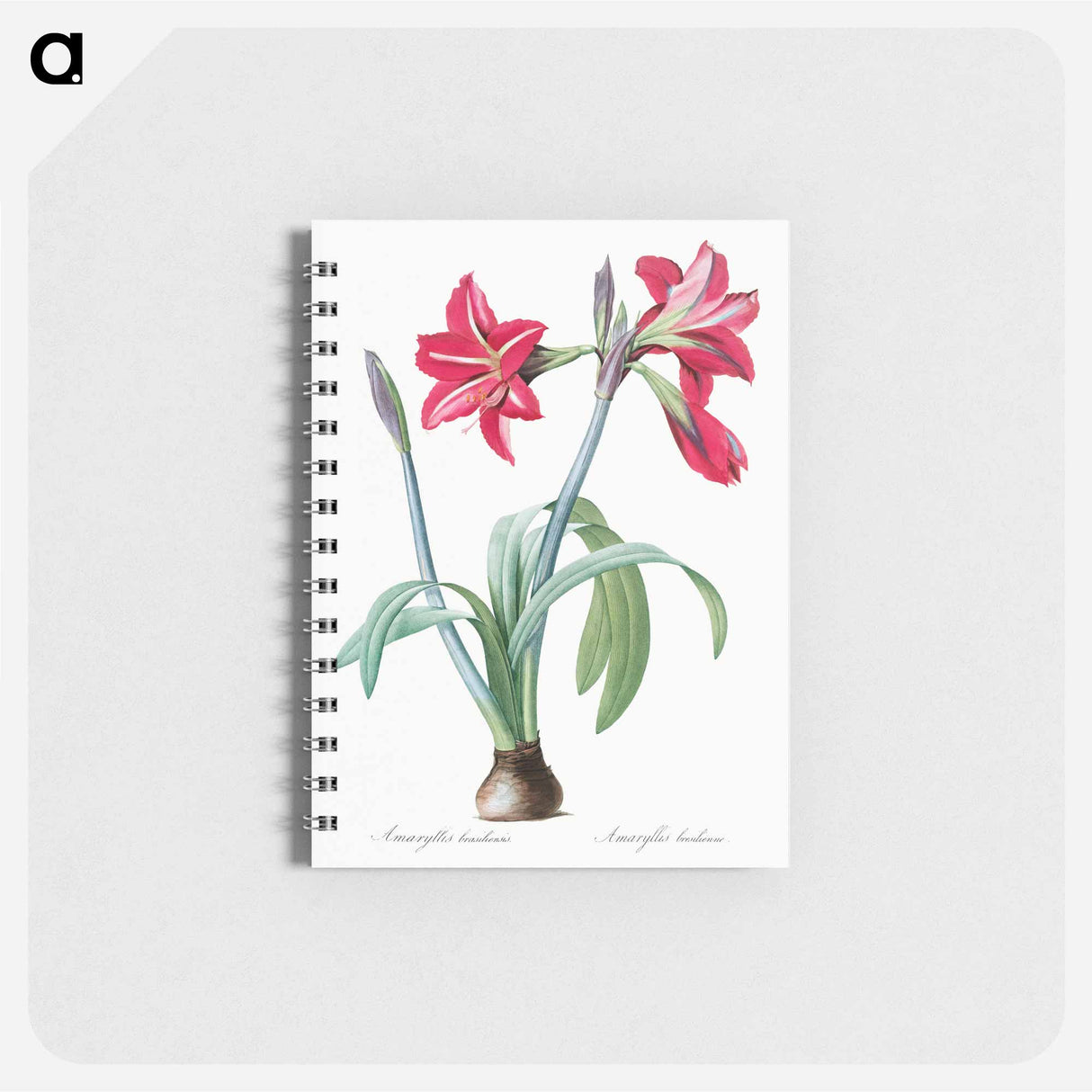 アートメモ帳-Brazilian amaryllis - ピエール ジョゼフ ルドゥーテ Memo.