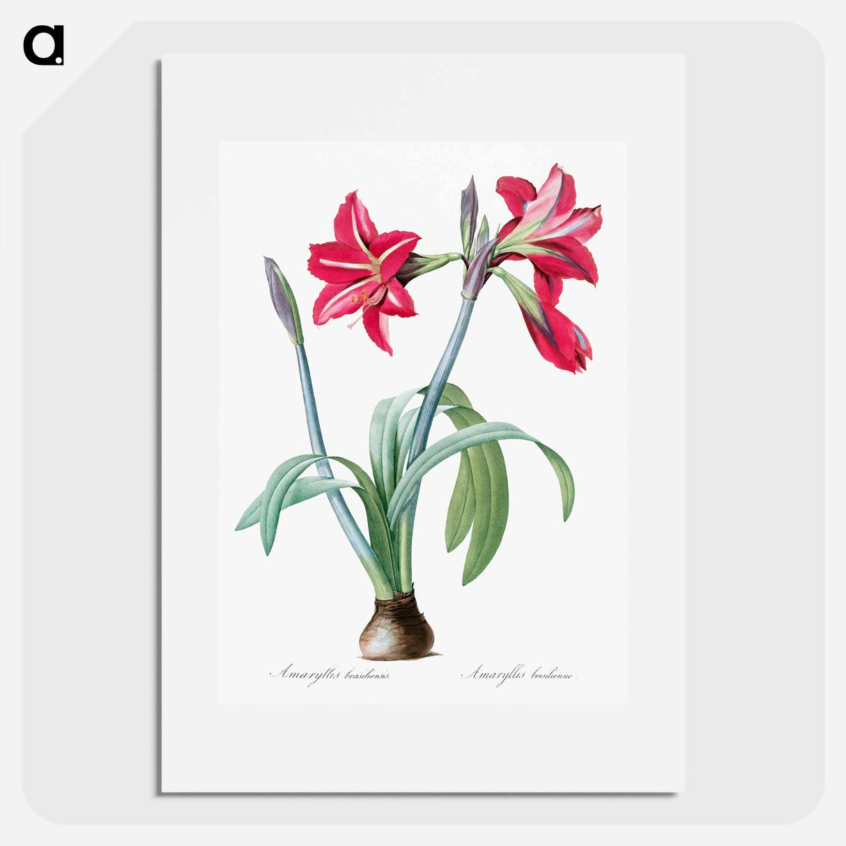 アートポスター-Brazilian amaryllis - ピエール ジョゼフ ルドゥーテ Poster.