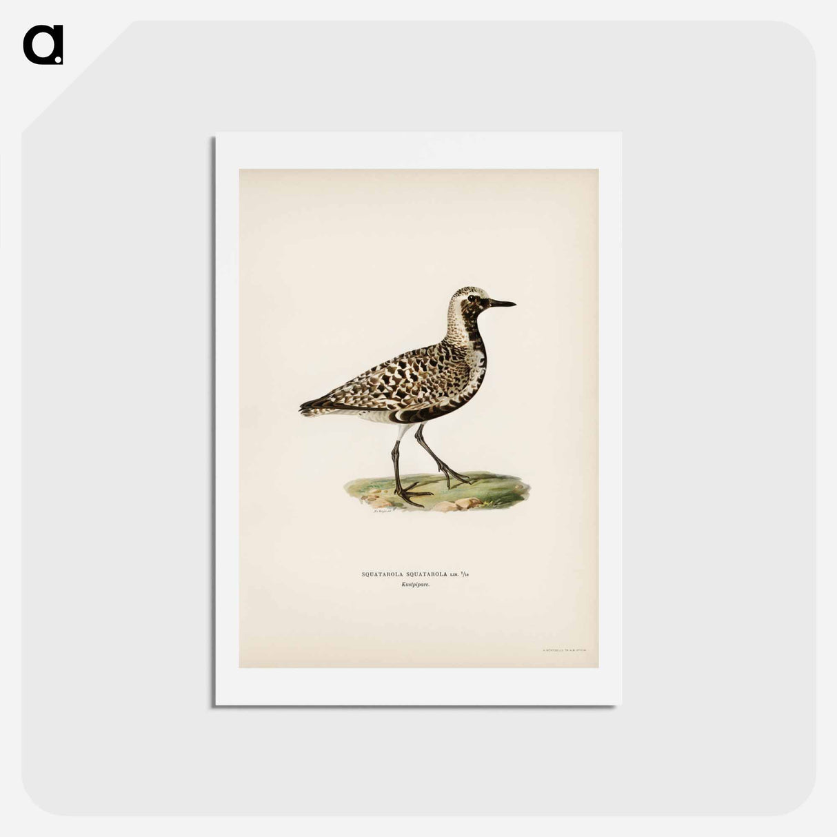 アートポストカード-Grey Plover
- スヴェンスカ フォグラル Postcard.