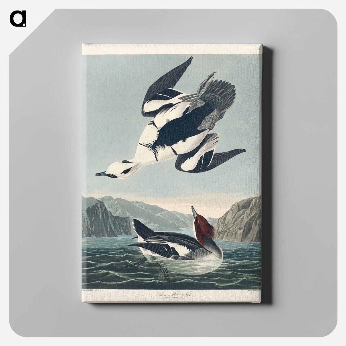 アートパネル-Smew or White Nun from Birds of America
- アメリカの鳥たち Canvas.