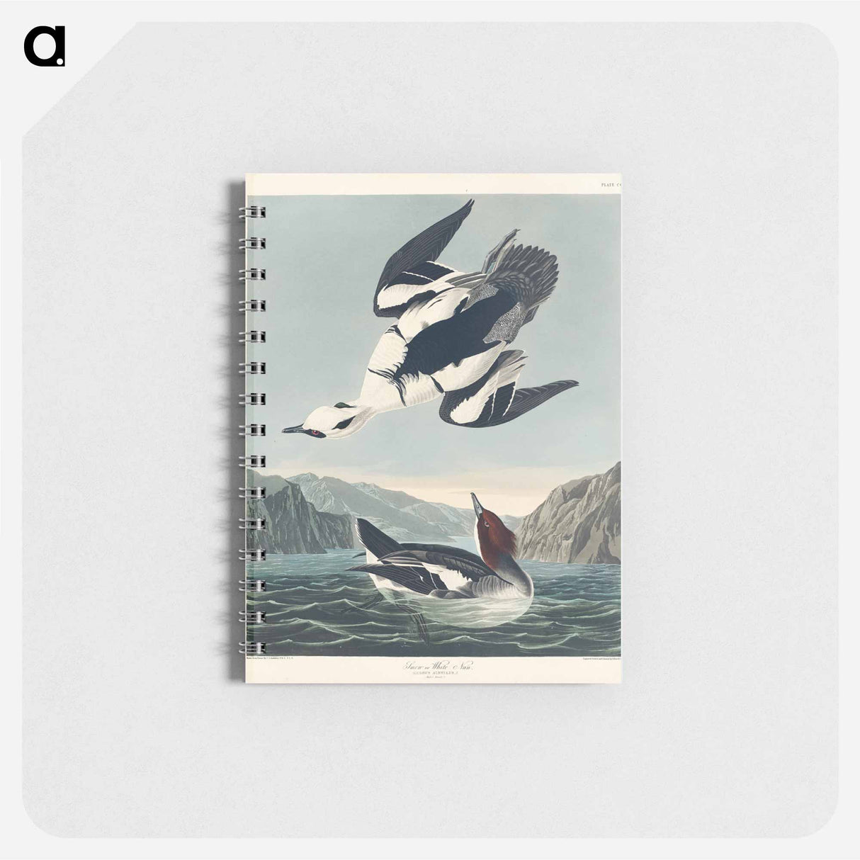 アートメモ帳-Smew or White Nun from Birds of America
- アメリカの鳥たち Memo.
