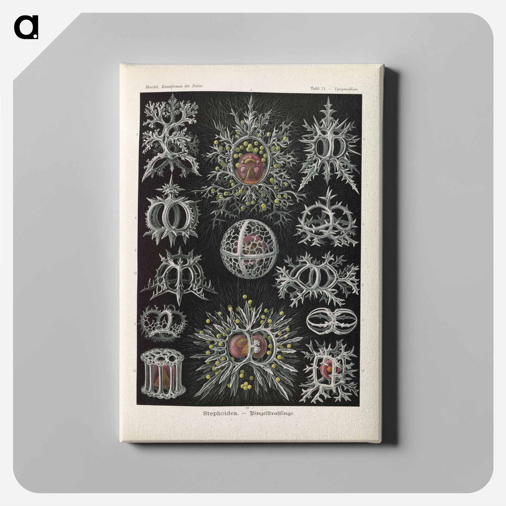Marine life illustration - エルンスト ヘッケル Canvas.
