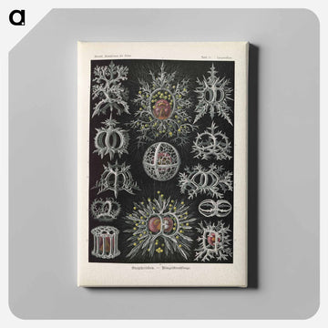 Marine life illustration - エルンスト ヘッケル Canvas.