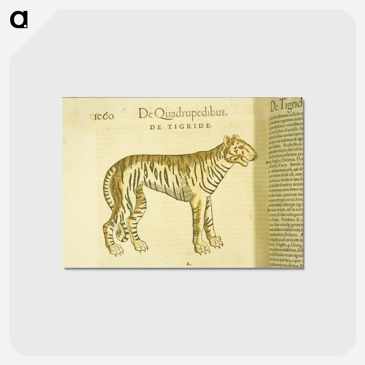 アートポストカード-Tiger in Profile
- 国立医学図書館 Postcard.