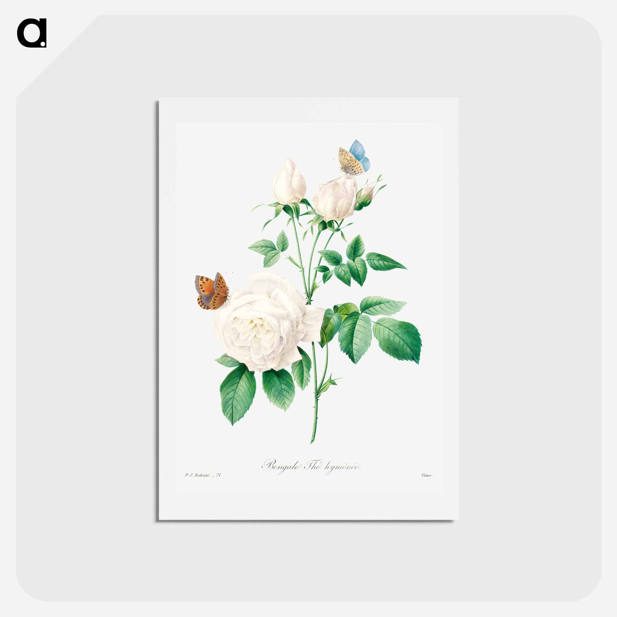 アートポストカード-White rose - ピエール ジョゼフ ルドゥーテ Postcard.