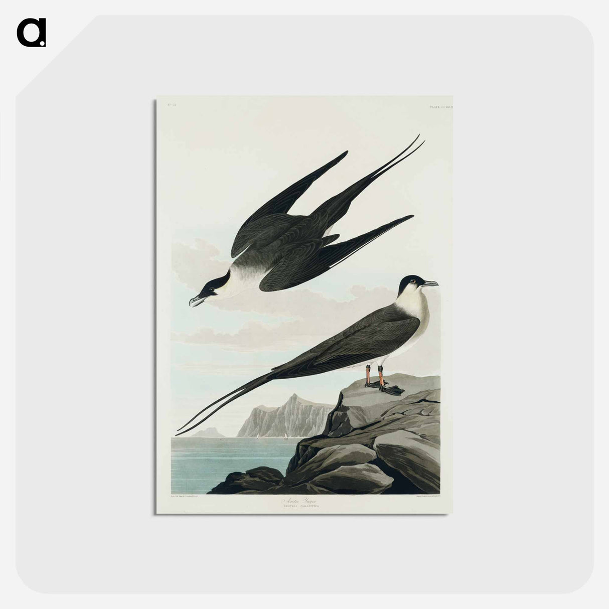 アートポストカード-Arctic Yager from Birds of America
- アメリカの鳥たち Postcard.