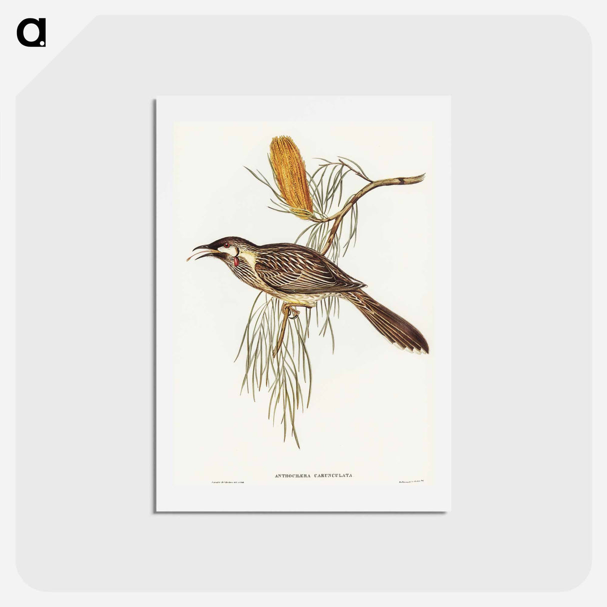 アートポストカード-Wattled Honey-eater
- オーストラリアの鳥 Postcard.