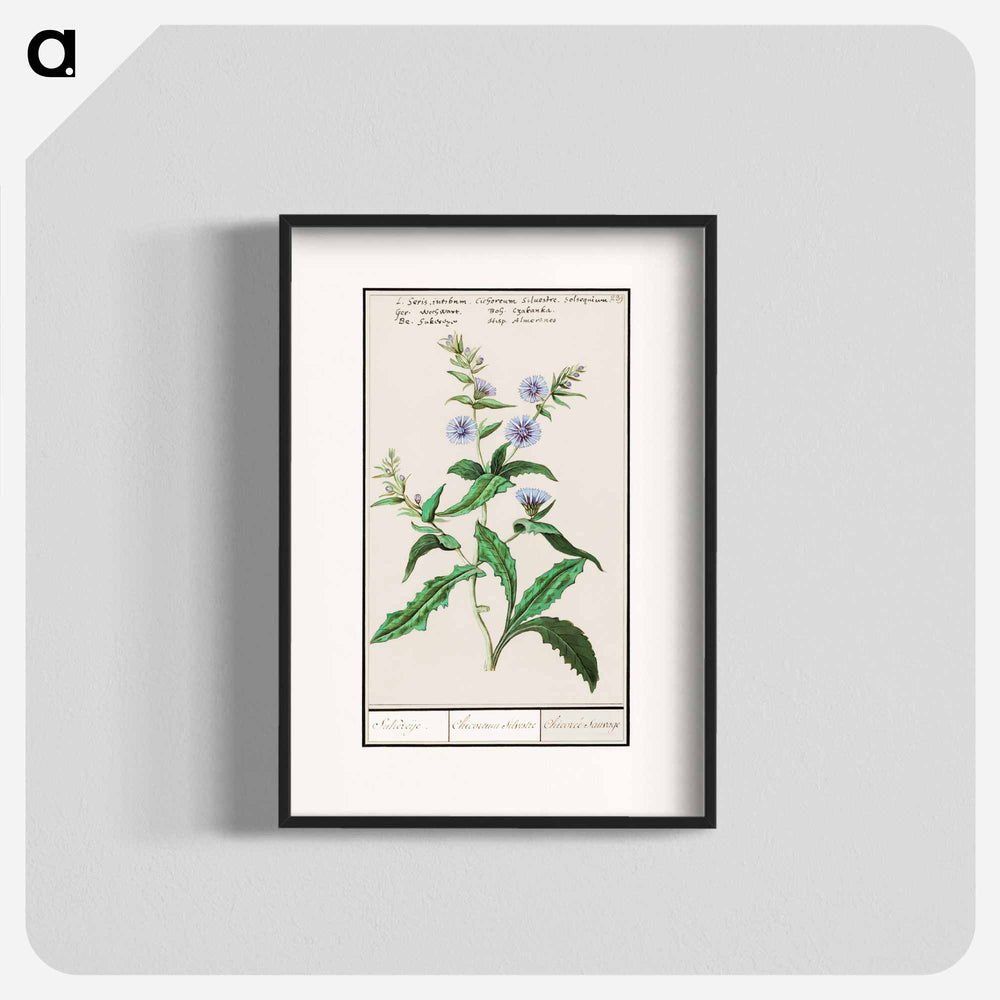 Wild chicory - アンセルムス ボエティウス デ ブート Poster.