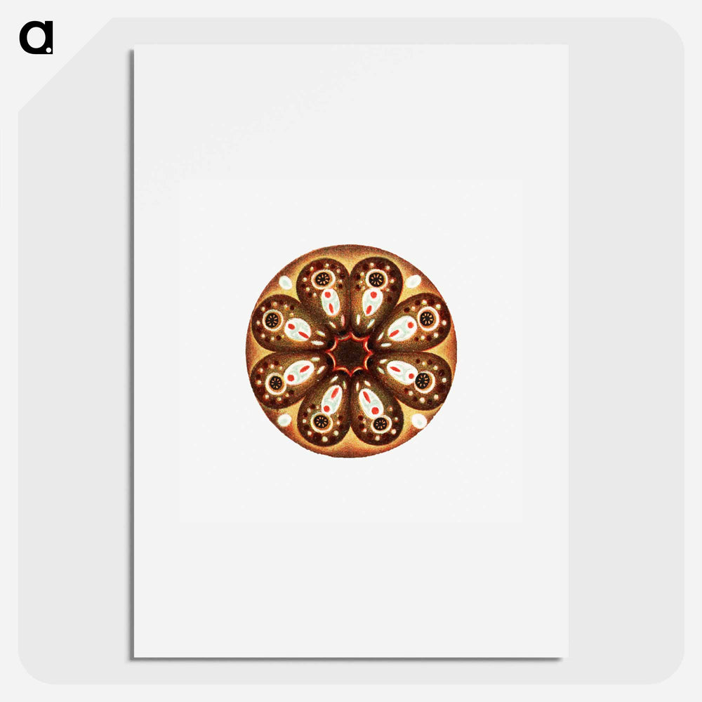 Colorful vintage tunicate illustration - エルンスト ヘッケル Poster.