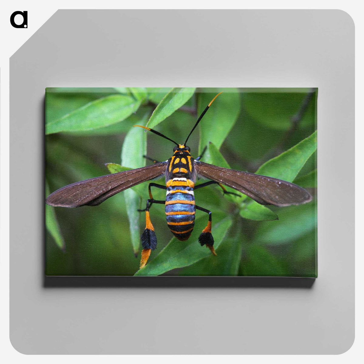 3-7_Insects-Unlocked-Project_canvas